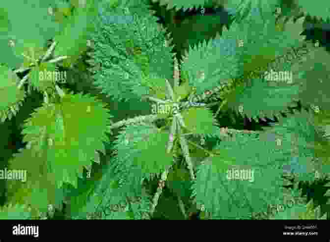 Close Up Of Stinging Nettle Leaves Showing Their Rich Green Color And Nutrient Content Stinging Nettle Sydney Summers