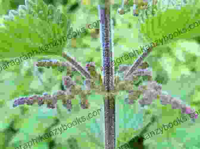 Stinging Nettle Plant With Green Leaves And Hairy Stems Stinging Nettle Sydney Summers